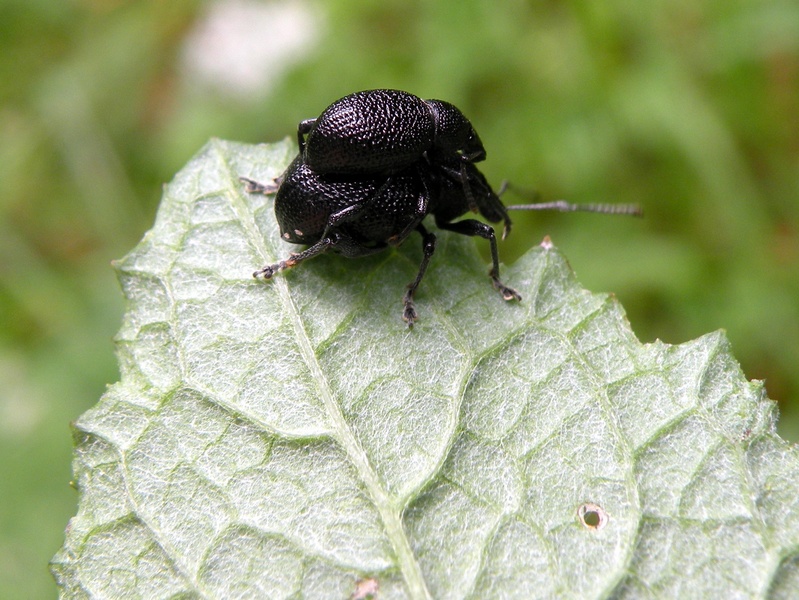 Anche lui nel suo piccolo (Curculionidae - Otiorinchus?)